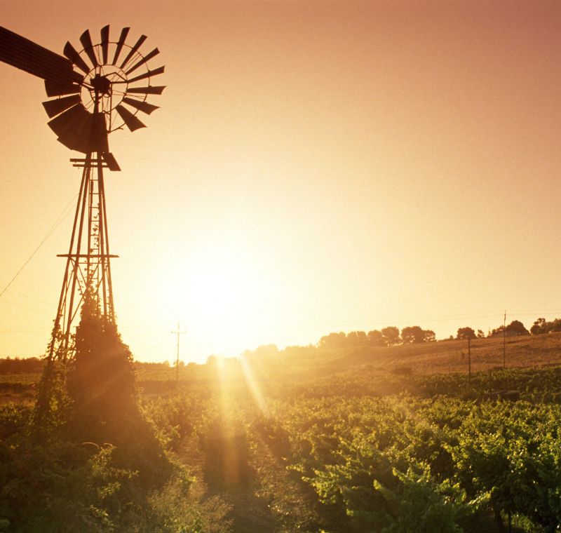 Barossa Valley vineyards