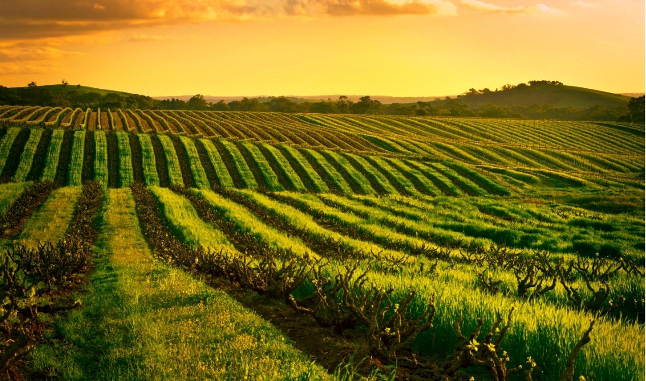 Barossa Valley Private Wine Trail