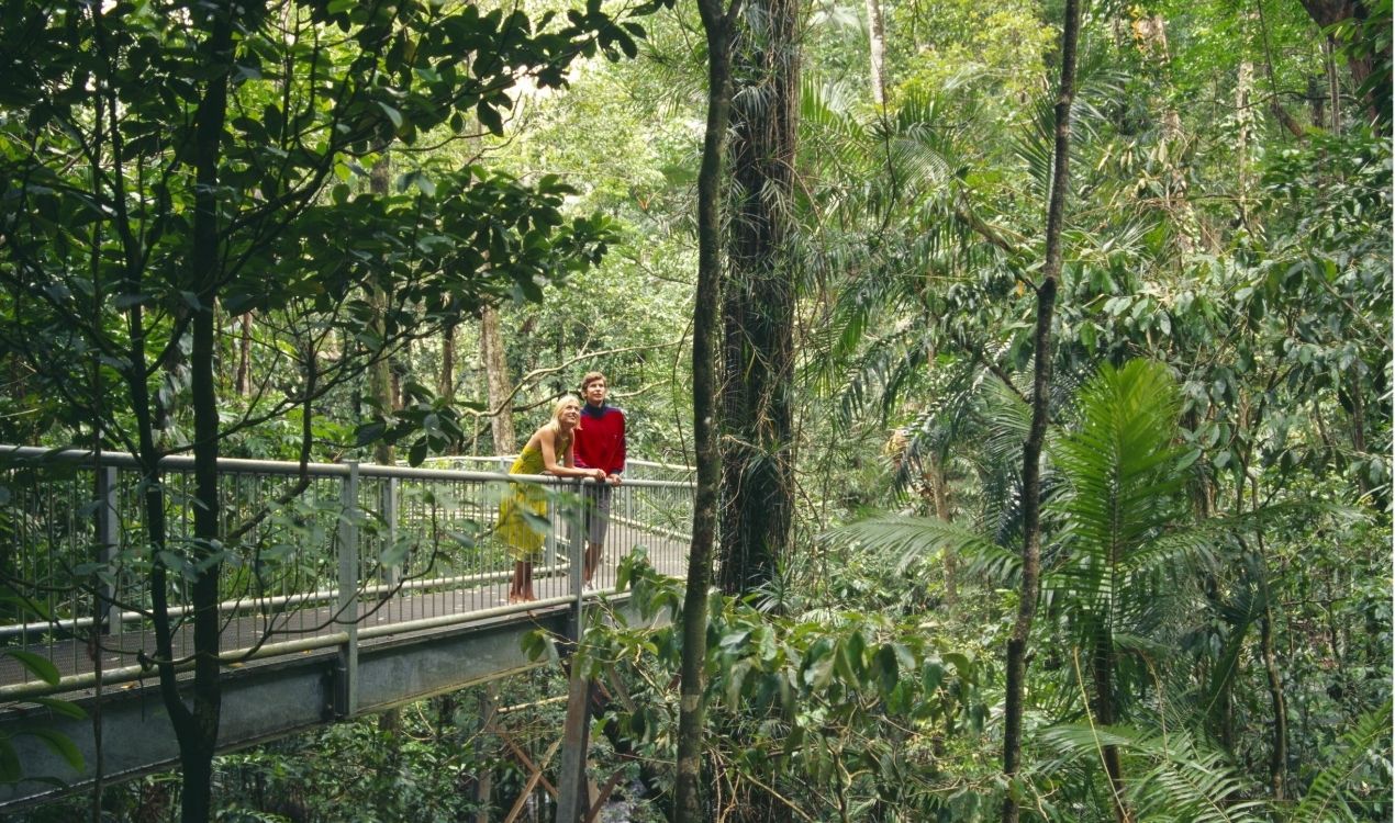Cape Tribulation & Daintree Rainforest Discovery