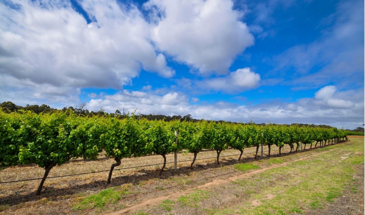 Margaret River Wine & Forest Day Tour