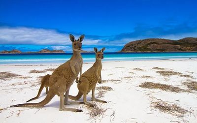 Kangaroo Island wildlife