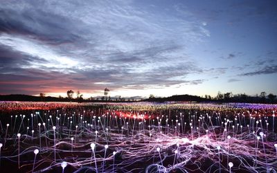 Field of Light Uluru at night