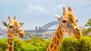 Taronga Zoo