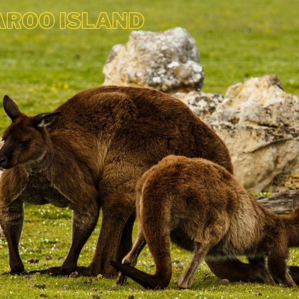 Kangaroo-Island