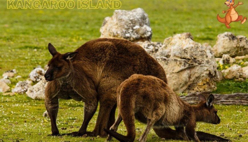 Kangaroo-Island