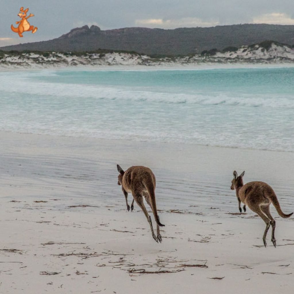 Kangaroo-Island