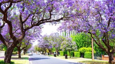 AGT_Spring_in_Australia