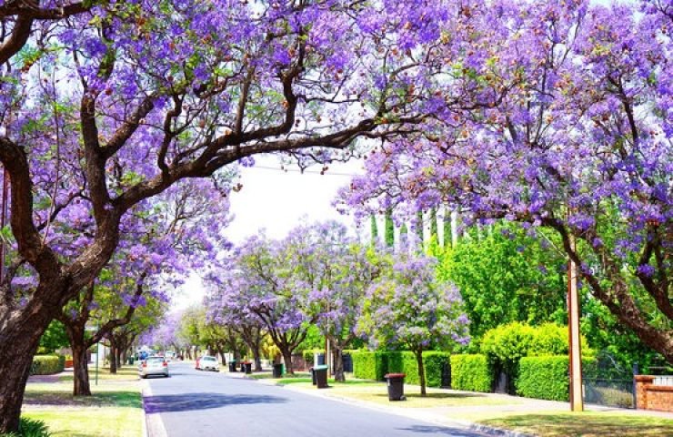 AGT_Spring_in_Australia